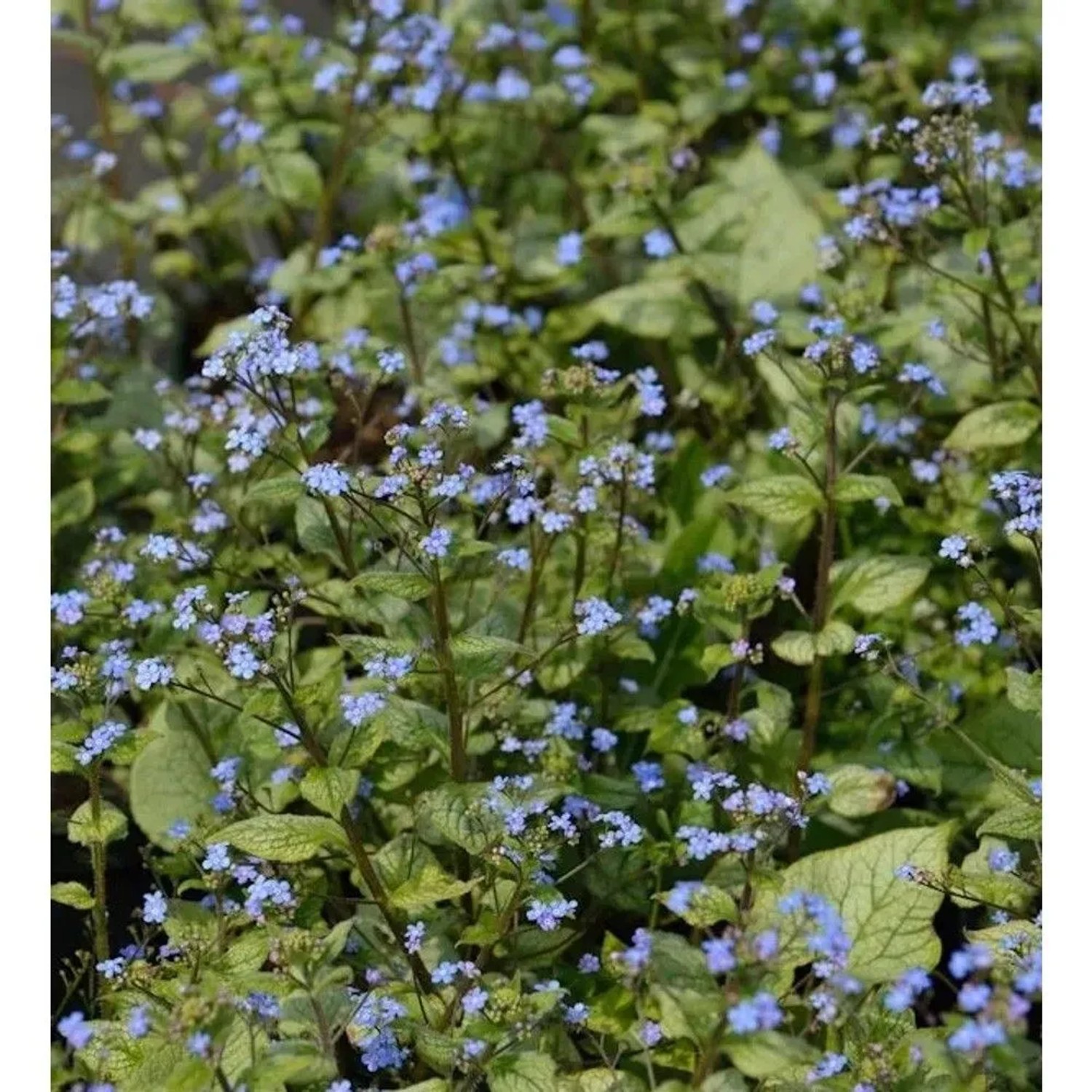 Kaukasus Vergißmeinnicht Looking Glas - Brunnera macrophylla