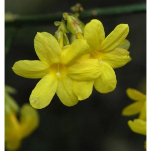 Nahaufnahme von gelben Blüten des Winter-Jasmin Strauchs.