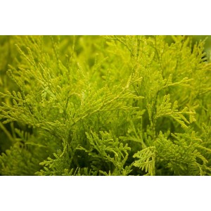 Goldgelbe Thuja Golden Globe Kugel, 90-100 cm hoch. Ideal als Zierstrauch im Garten.