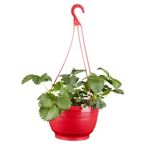 Erdbeer-Ampel Fridulin im roten Topf, hängend. Erdbeerpflanze mit grünen Blättern und weißen Blüten.
