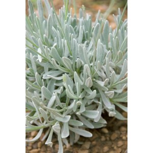 Speiklavendel (Lavandula Latifolia) im 9x9 cm Topf, silbrig-grüne Blätter.