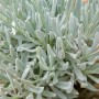 Speiklavendel (Lavandula Latifolia) im 9x9 cm Topf, silbrig-grüne Blätter.