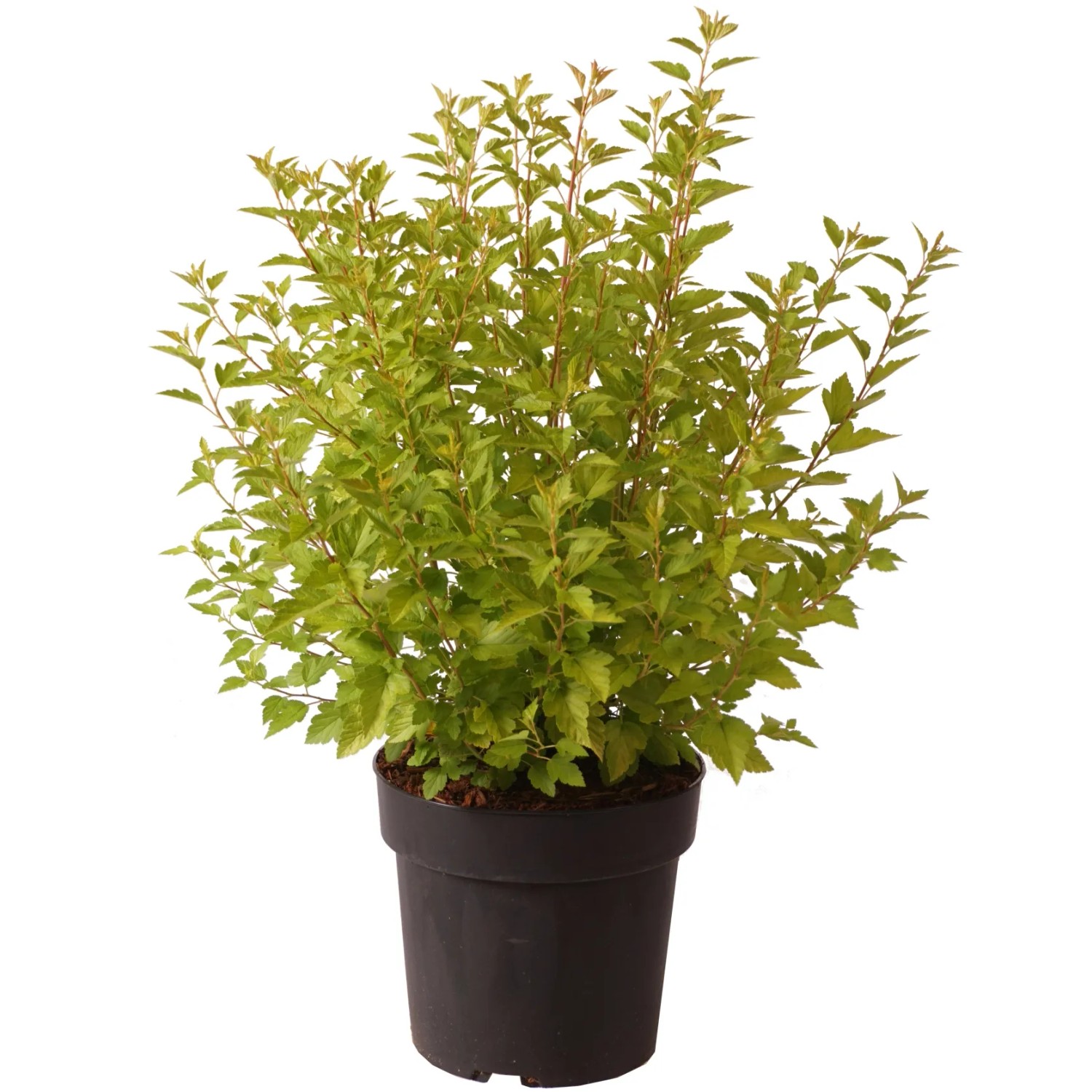 Fasanenspiere "Raspberry Lemonade" Höhe ca. 40 cm Topf ca. 4,5 l Physocarpus