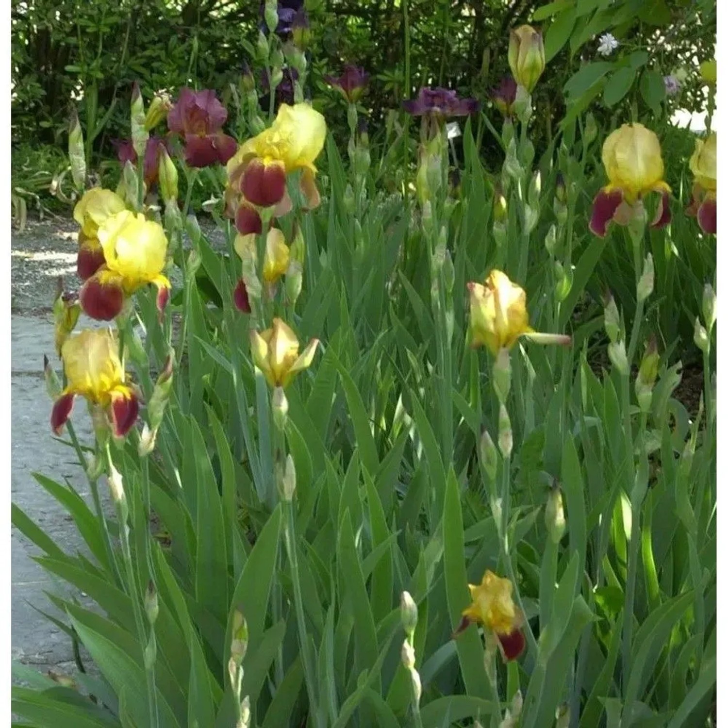 Schwertlilie Caligula - Iris barbata