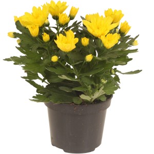 Gelbe, gefüllte Chrysantheme im Topf. Blühende Herbstdekoration für Balkon und Garten.