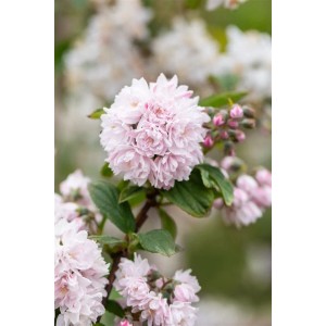 Nahaufnahme des rosa blühenden Maiblumenstrauchs 'Pink Pom-Pom'.