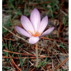 Nahaufnahme eines lilafarbenen Safran Krokus (Crocus sativus) im Garten.
