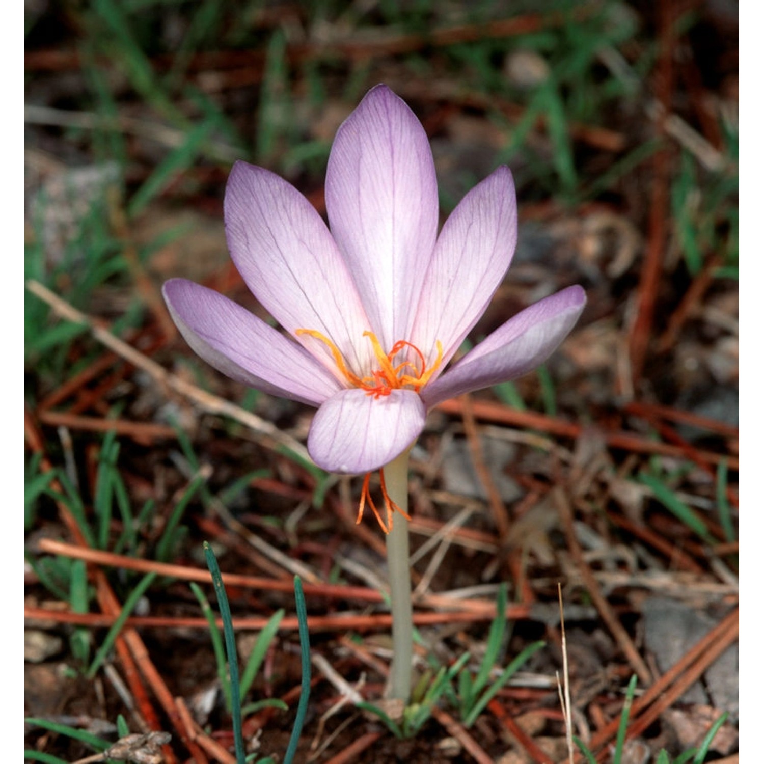 Safran Krokus - Crocus sativus günstig online kaufen