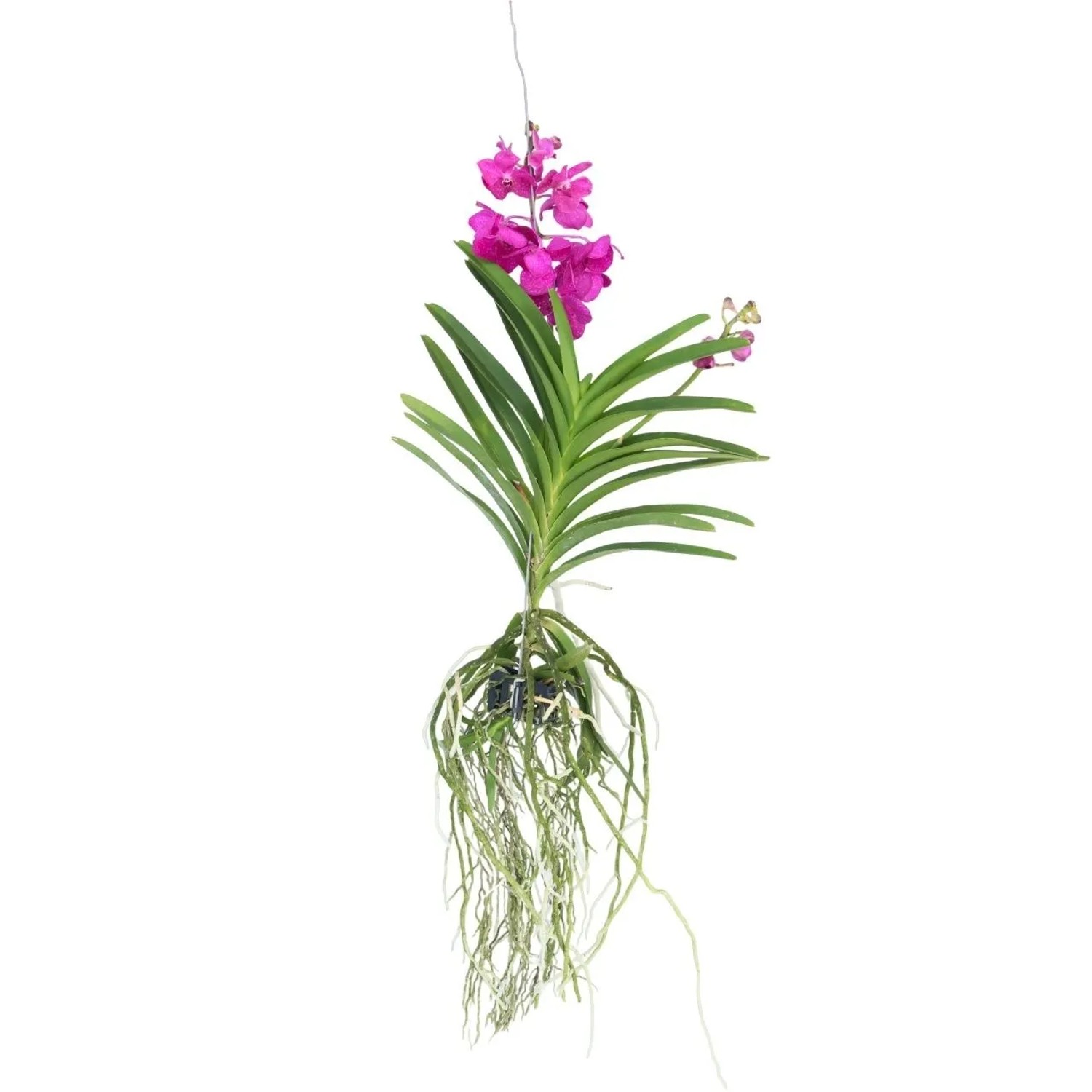 Plant In A Box Vanda-Orchidee Vanda 'Tayanee Cerise' Höhe 65cm Ø14 Lila