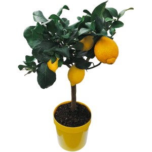 GROW by OBI Citrus Stamm (Citrus mitis) ca. 130cm hoch im gelben Topf mit Zitronen.