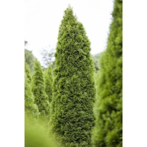 Grüne Thuja 'Zmatlik' Heckenpflanze, 25-30 cm hoch, für dichte, immergrüne Hecken und als Solitär.