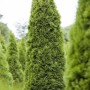 Grüne Thuja 'Zmatlik' Heckenpflanze, 25-30 cm hoch, für dichte, immergrüne Hecken und als Solitär.