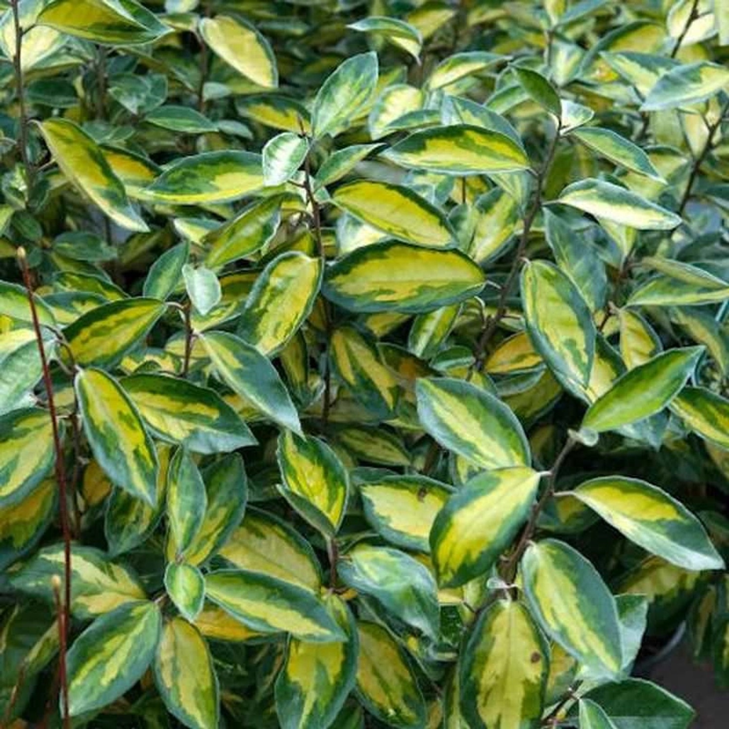 Wintergrüne Ölweide Limelight 40-60cm - Elaeagnus ebbingei günstig online kaufen