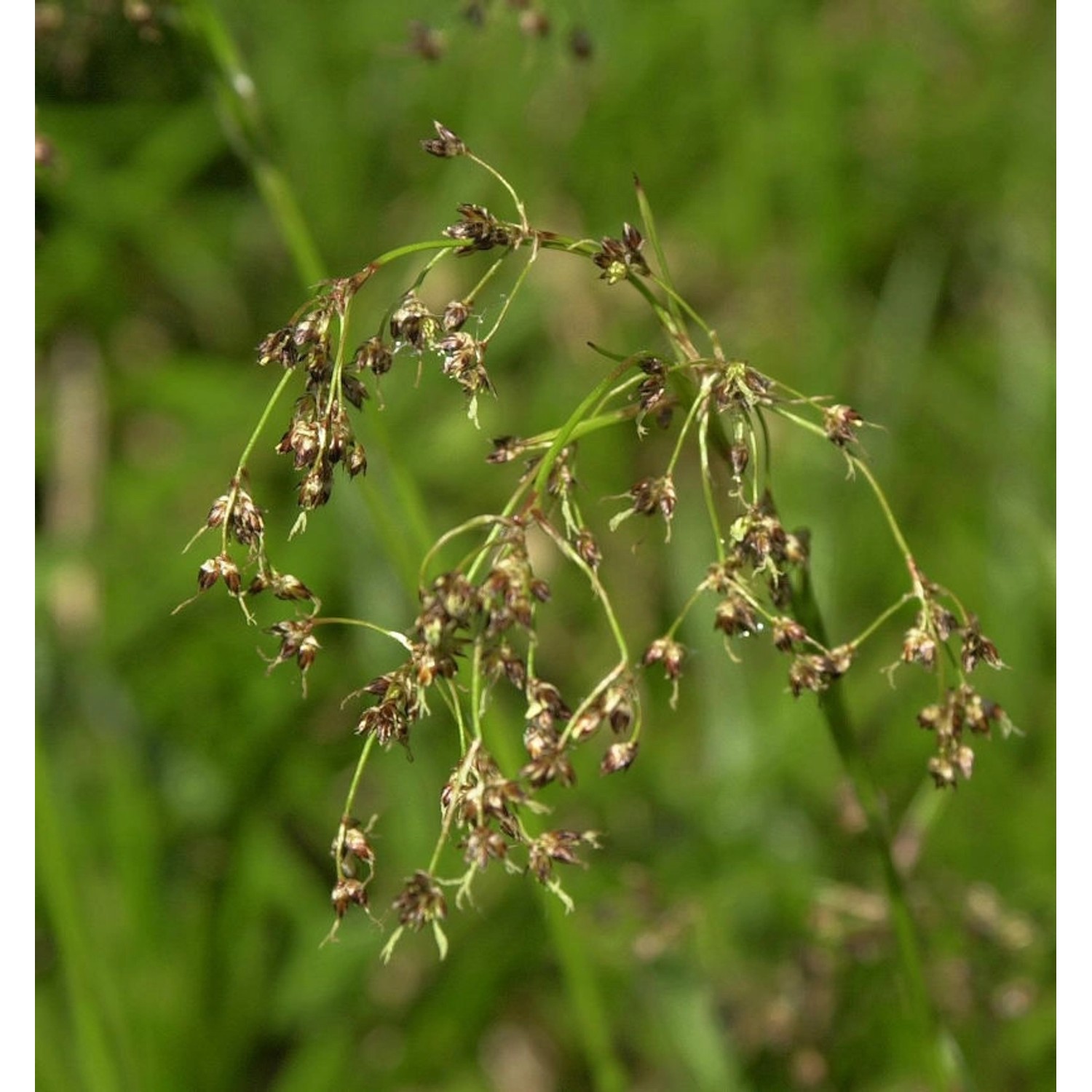 Waldmarbel - Luzula sylvatica günstig online kaufen