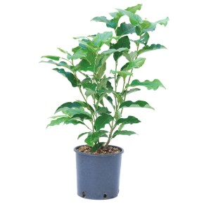 Purpur-Magnolie 'Susan' im Topf, ca. 70 cm hoch. Ideal für Garten & Terrasse.