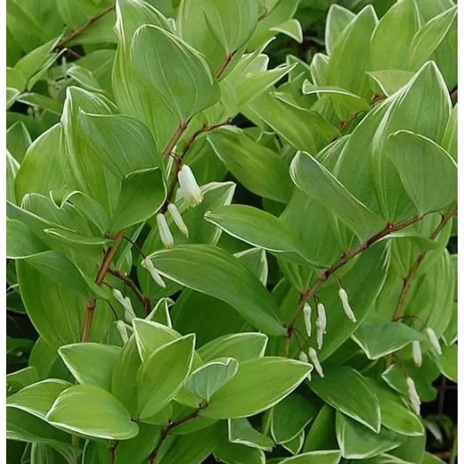 Salomonspiegel Variegatum - Polygonatum falcatum