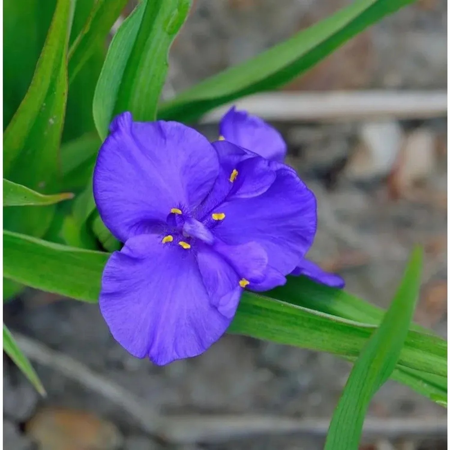 Dreimasterblumen Leonora - Tradescantia andersoniana