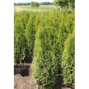 Smaragd Thuja (140-160cm) als Heckenpflanze im Garten.