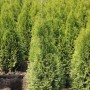 Smaragd Thuja (140-160cm) als Heckenpflanze im Garten.