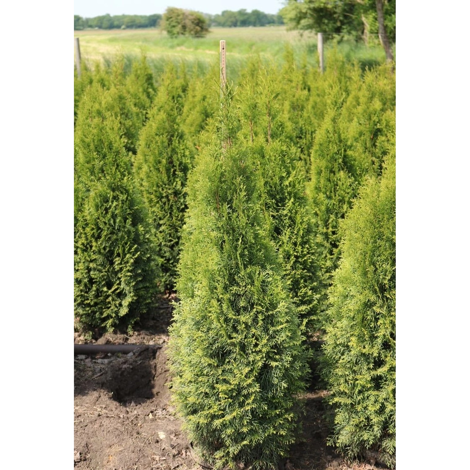 Thuja occidentalis 'Smaragd' 140-160 cm günstig online kaufen