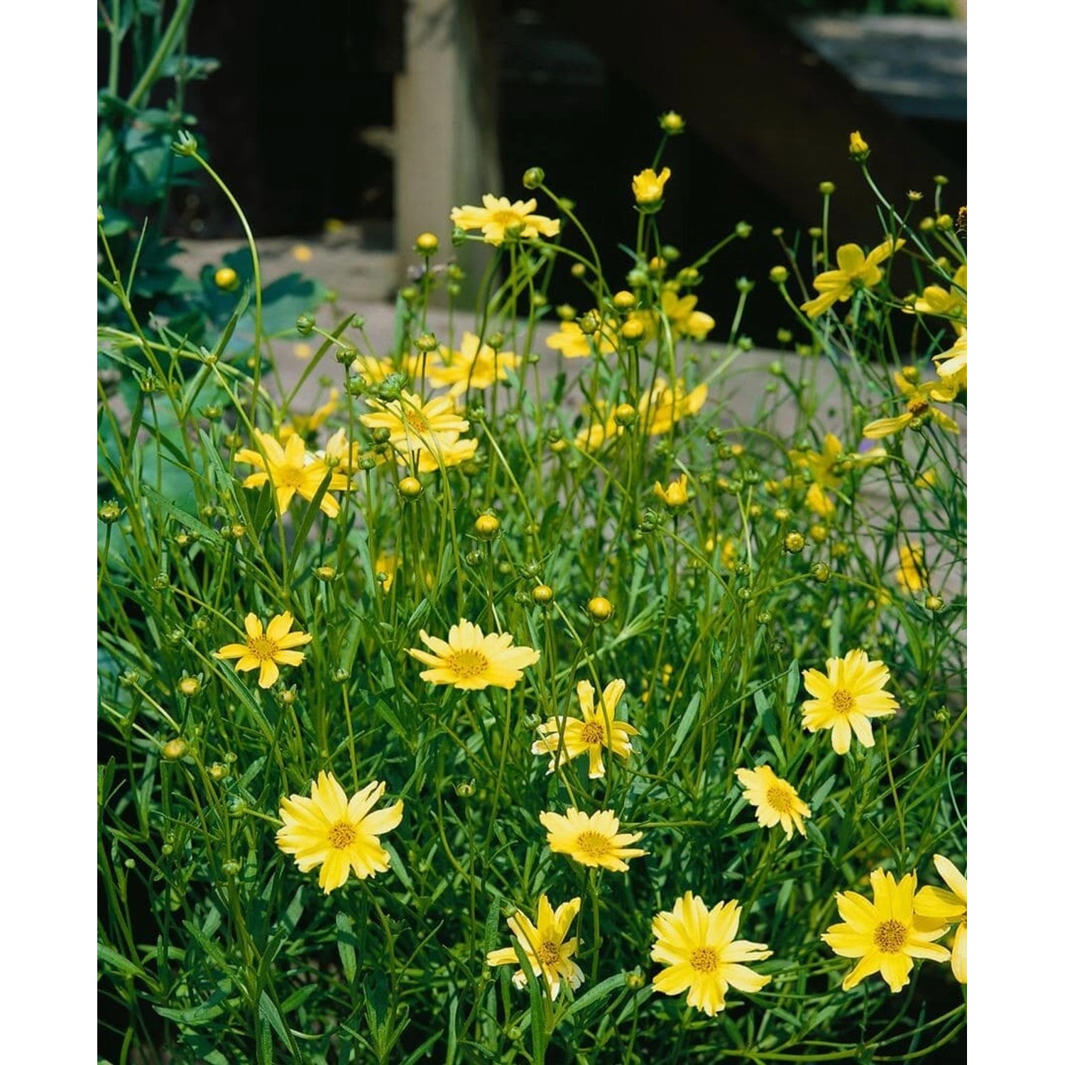 Coreopsis Rosea Crcme Brulee Mädchenauge Ca. 11x11 cm Topf günstig online kaufen