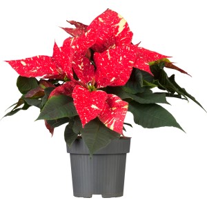 GROW by OBI Weihnachtsstern Sky Star, rot mit weißen Sprenkeln, Topf ca. 13cm