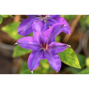 Nahaufnahme einer blauvioletten Clematis Hybride The President Waldrebe mit grünen Blättern.