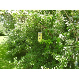 Swissinno Wespenfalle-Set inkl. Köder