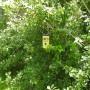 Gelbe Swissinno Wespenfalle mit Köder im grünen Gartenbusch. Wiederverwendbare Insektenfalle für den Außenbereich.