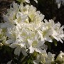 Nahaufnahme der weißen Blüten der Japanischen Azalee Palestrina (Rhododendron obtusum).