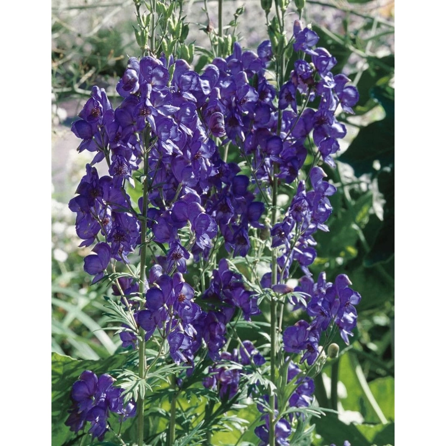 Aconitum Henryi Spark Eisenhut Ca. 11x11 cm Topf günstig online kaufen