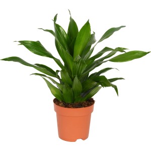 Grüner Drachenbaum Deremensis im Topf, Zimmerpflanze von GROW by OBI.