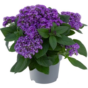 Grow by OBI Vanilleblume im Topf, blaue Blüten. Duftende Stehpflanze für Kübel und Beet.