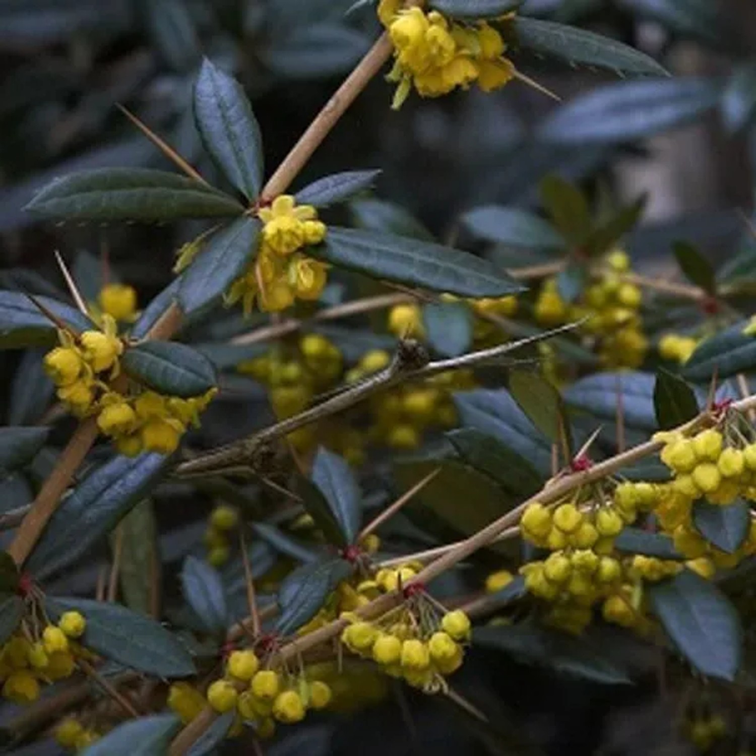 Berberitze Berberis julianae 30 bis 40 cm im Container Immergrün