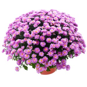 Blühende, lila Chrysantheme (Chrysanthemum indicum) im Topf, ca. 25 cm Ø.