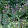 Dunkelrote Sterndolde (Astrantia Major Claret) im Topf, buschig wachsend, für Beet- und Solitärpflanzungen.