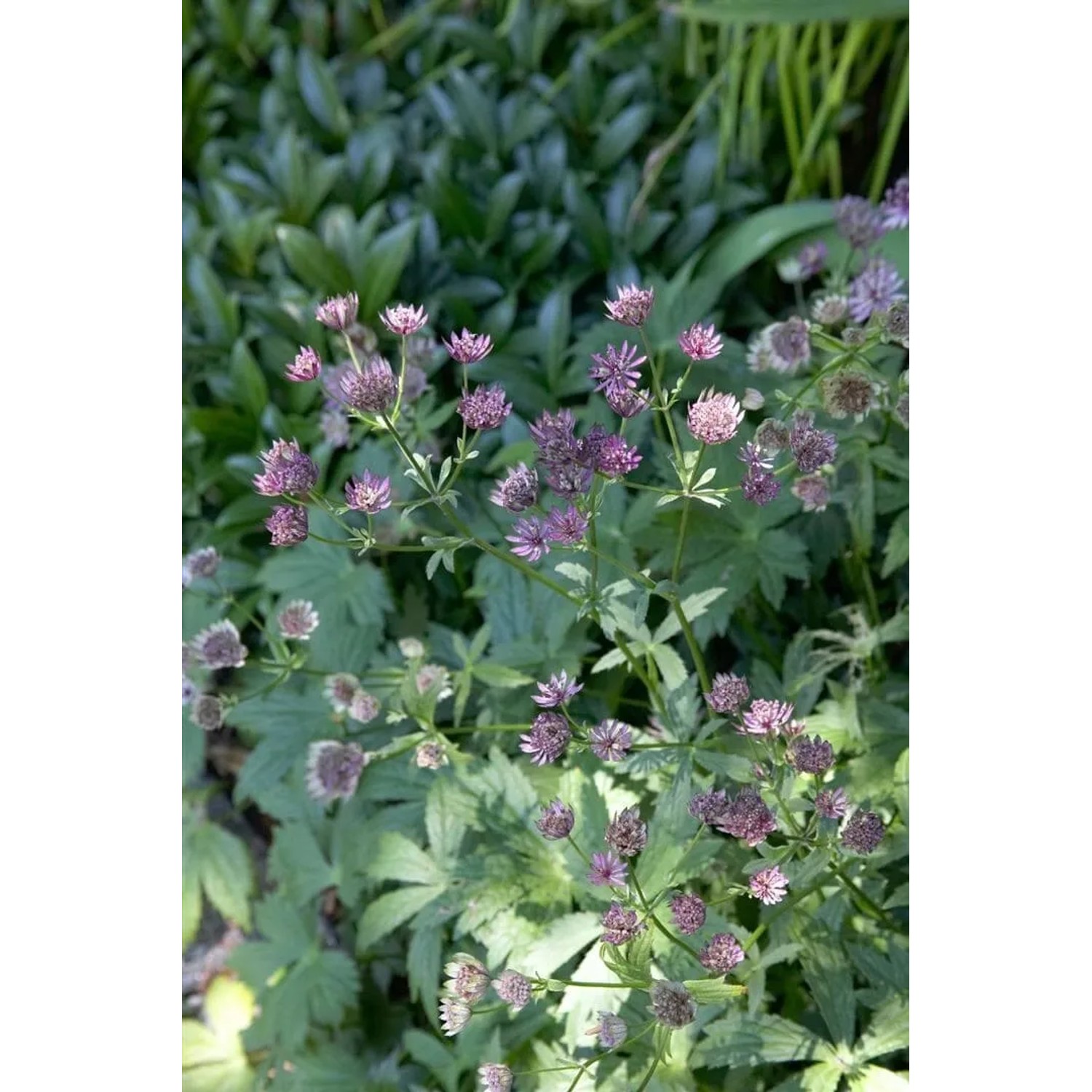 Dunkelrote Sterndolde (Astrantia Major Claret) im Topf, buschig wachsend, für Beet- und Solitärpflanzungen.