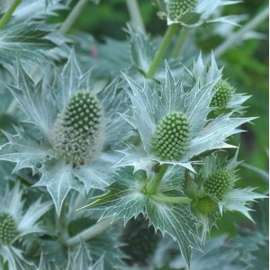 Elfenbein-Mannstreu (Eryngium giganteum) mit silbrig-grünen Blütenständen, Nahaufnahme.