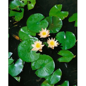 Zartrosa Seerose 'Walter Pagels' mit grünen Blättern im Wasser, Nahaufnahme.