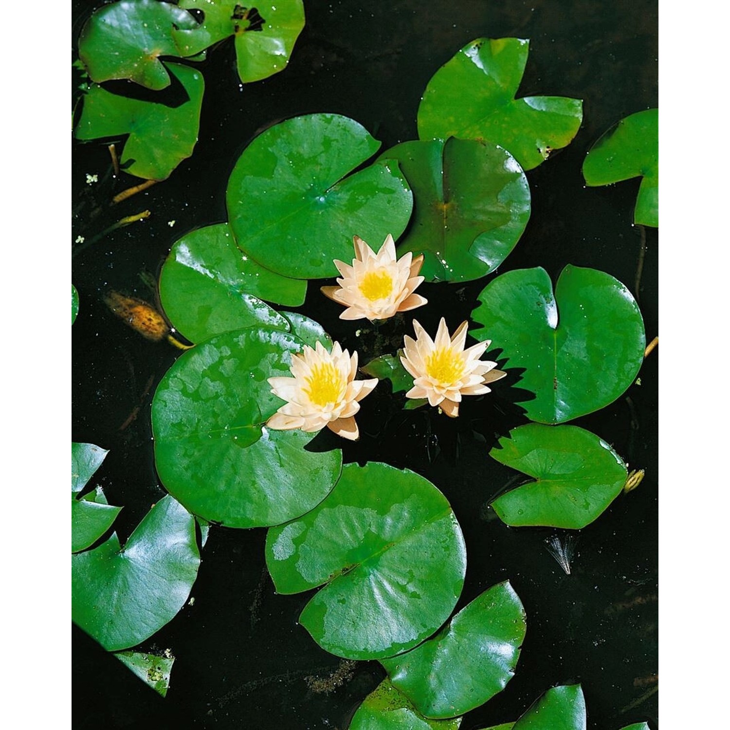 Nymphaea X Cult.'walter Pagels' Seerose Ca. 11x11 cm Topf günstig online kaufen