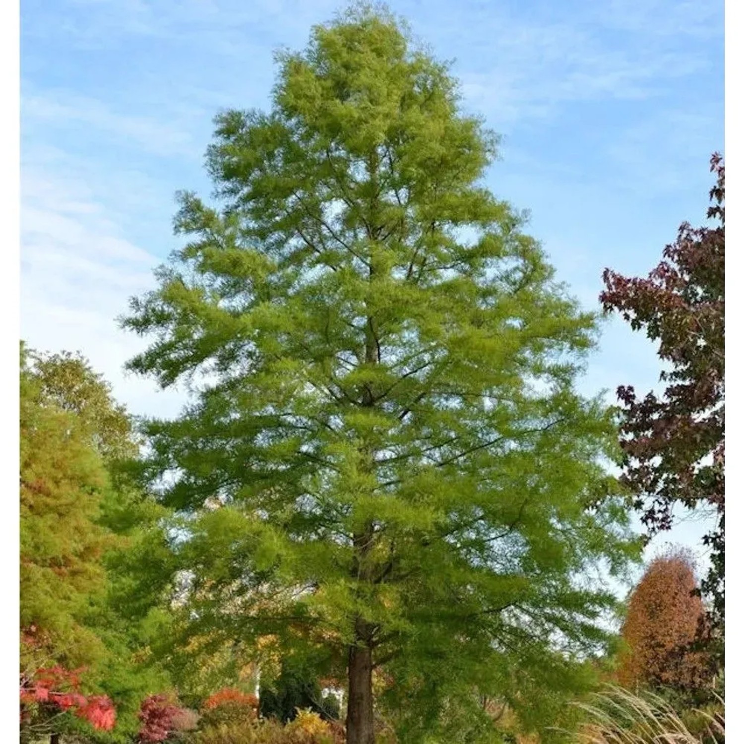 Sumpfzypresse 125-150cm - Taxodium distichum