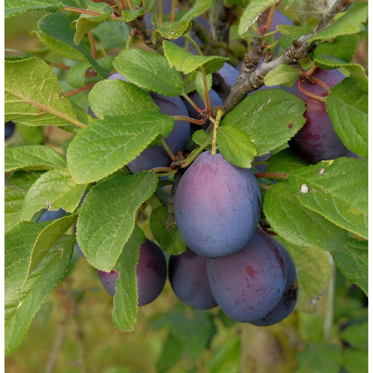 Zwetsche 60-80cm - Prunus domestica