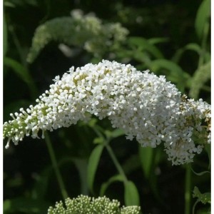 Weißer Schmetterlingsflieder (Buddleja) Summer Bird White, Nahaufnahme der Blüte.