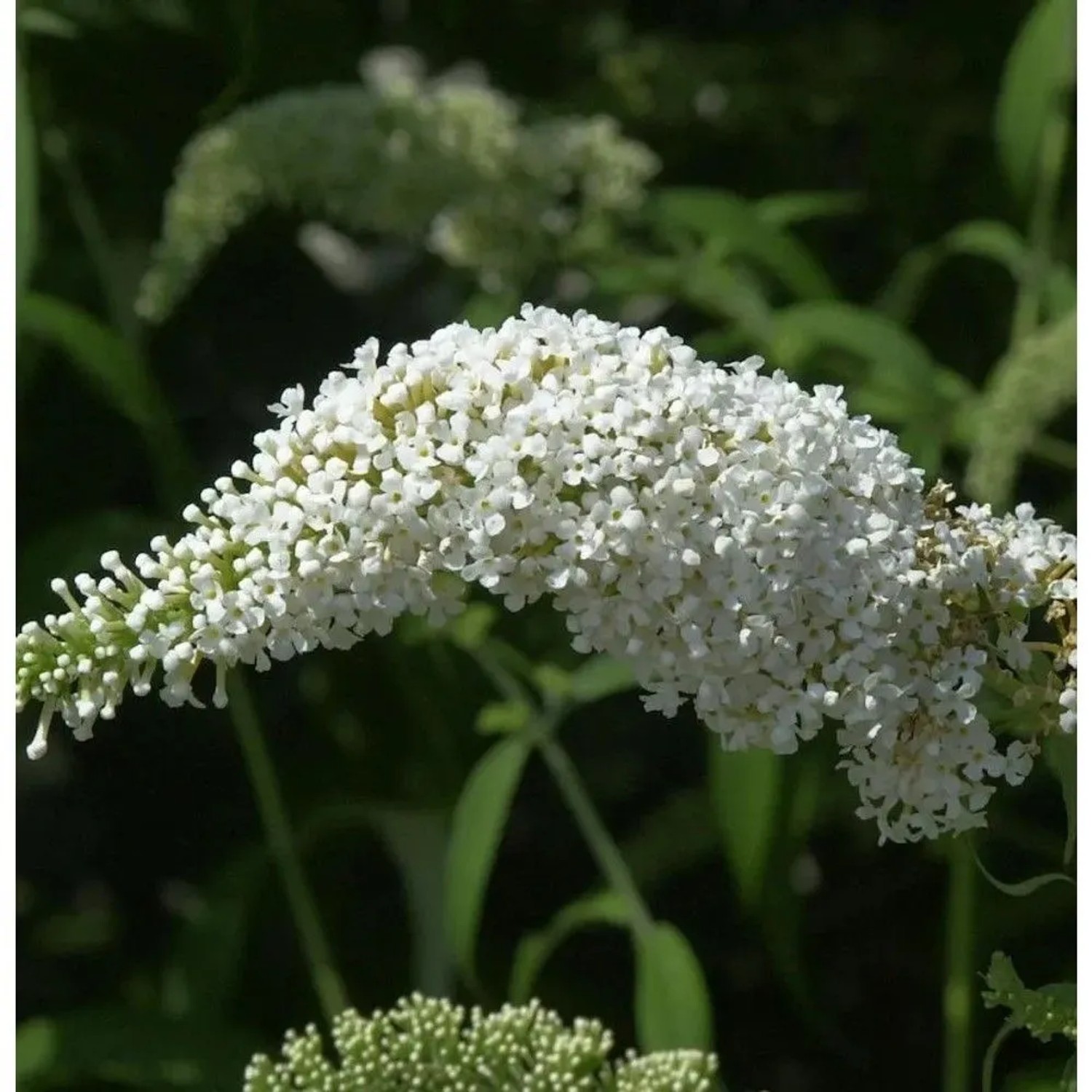 Schmetterlingsflieder Summer Bird White 30-40cm - Buddleja