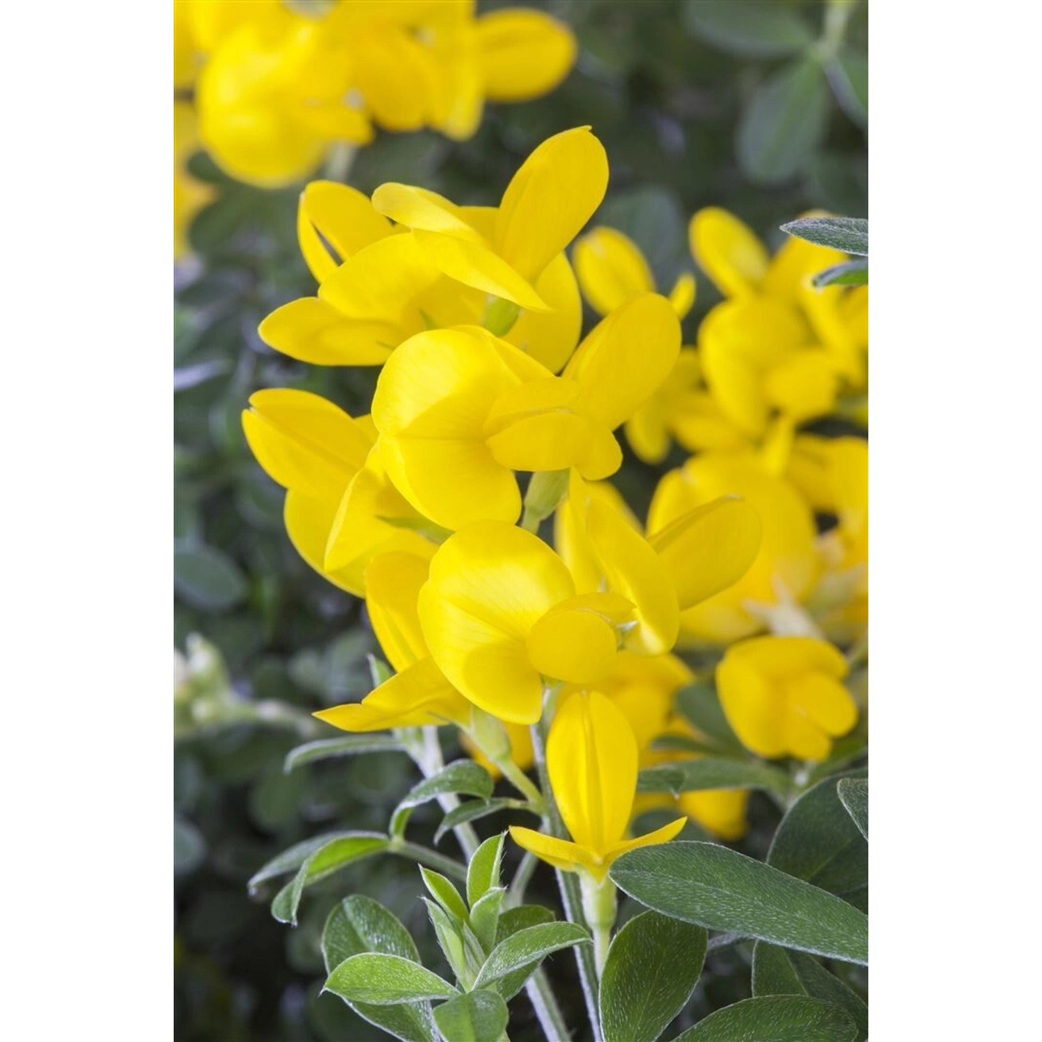 Genista Tinctoria Färberginster 30-40 cm günstig online kaufen