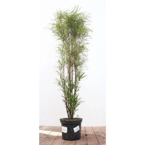 Schmalblättriger Faulbaum (Rhamnus Frangula Asplenifolia), 80-100 cm im Topf.