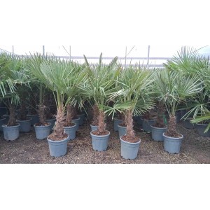 Sunny-Tree Trachycarpus Fortunei Chinesische Fächerpalme 120 bis 140 cm Stammhöhe 20 bis 30 cm Winterhart bis -18°C