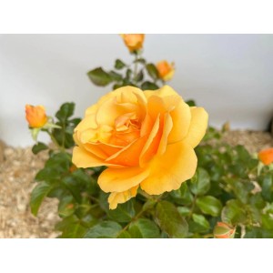 Nahaufnahme der Beetrose 'Amber Queen' im Topf mit orange-gelben Blüten.