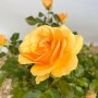 Nahaufnahme der Beetrose 'Amber Queen' im Topf mit orange-gelben Blüten.