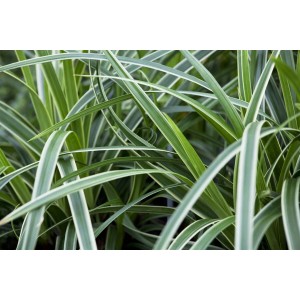 Immergrüne Japan-Segge Carex Ice Dance mit weiß geränderten Blättern im 9x9 cm Topf.
